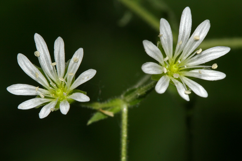 Image of Stellaria nemorum specimen.