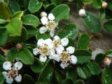 Cotoneaster buxifolius