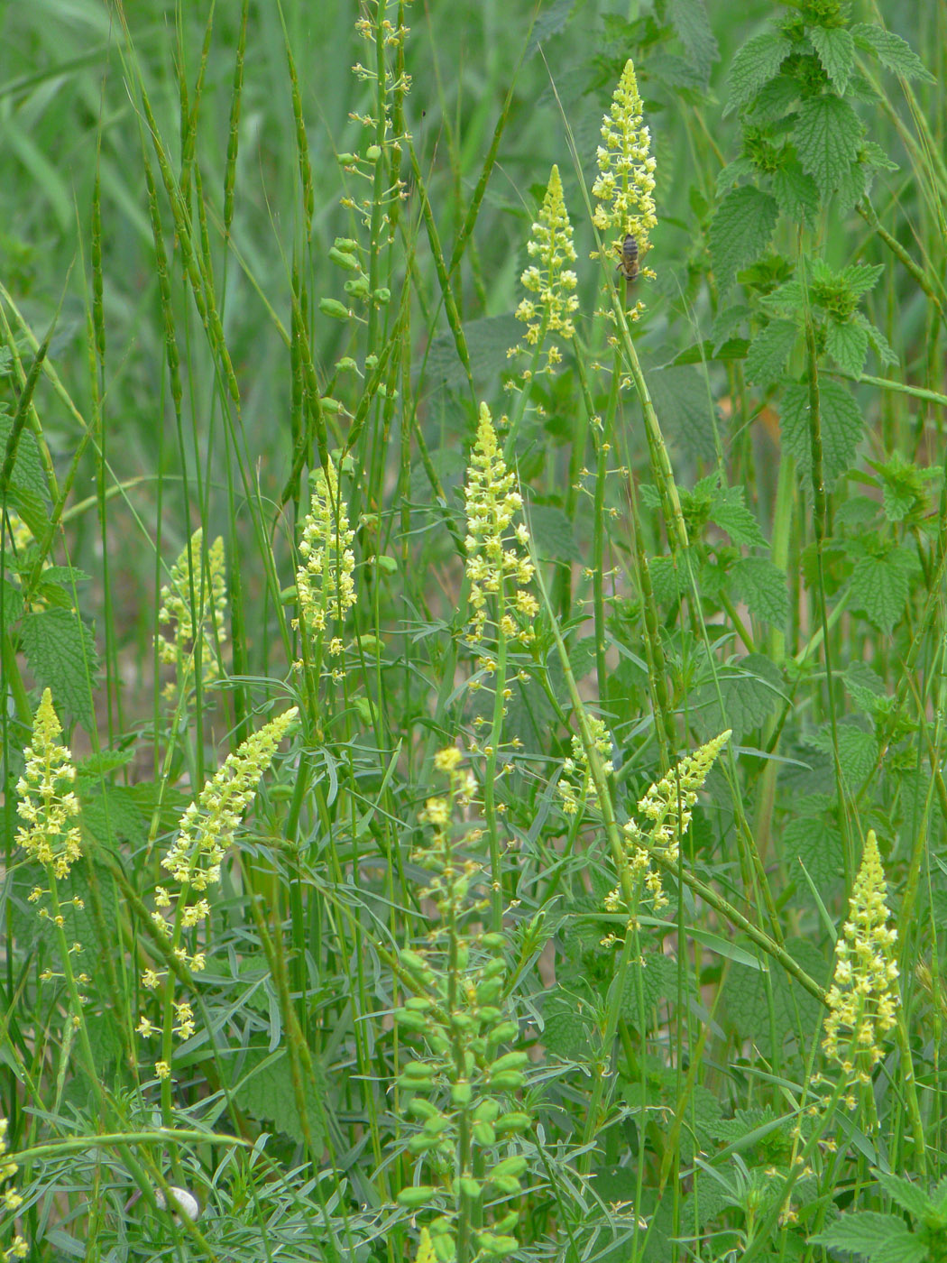 Изображение особи Reseda lutea.