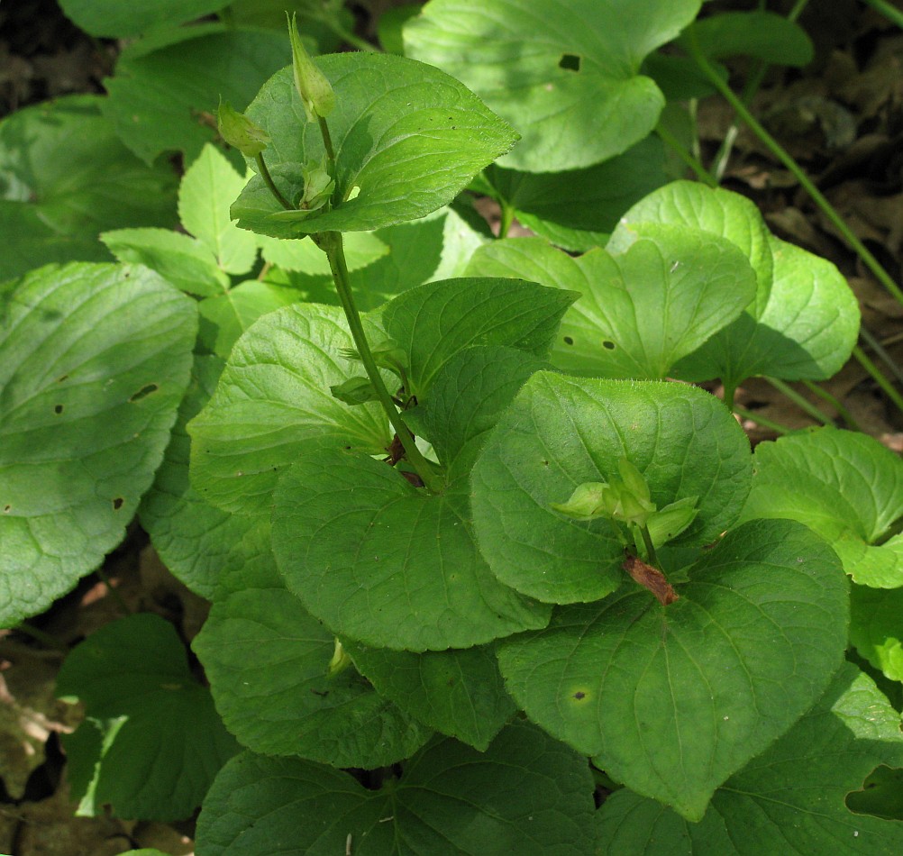 Изображение особи Viola mirabilis.
