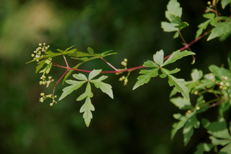 Изображение особи род Ampelopsis.