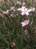 Acantholimon sarytavicum. Верхушки побегов с цветками. Киргизия, Баткенская обл. Алайский хр., 21 мая 2008 г.