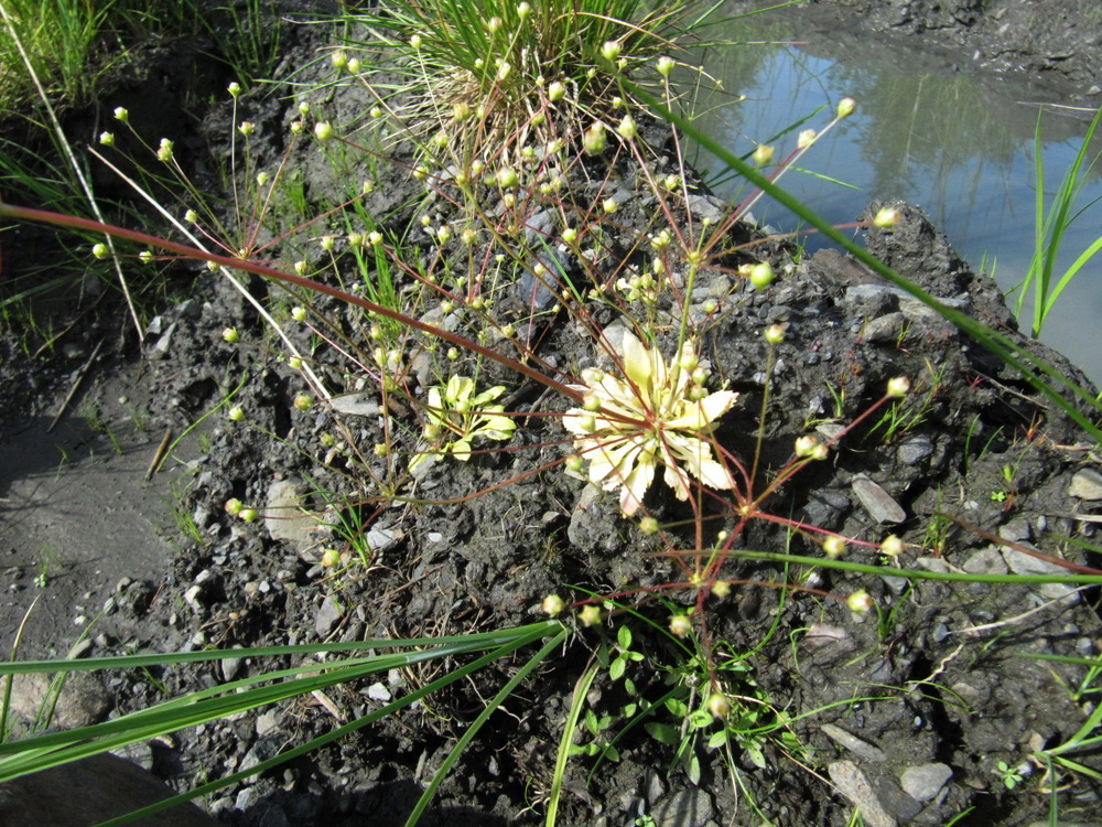 Image of Androsace lactiflora specimen.