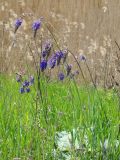 Salvia nutans