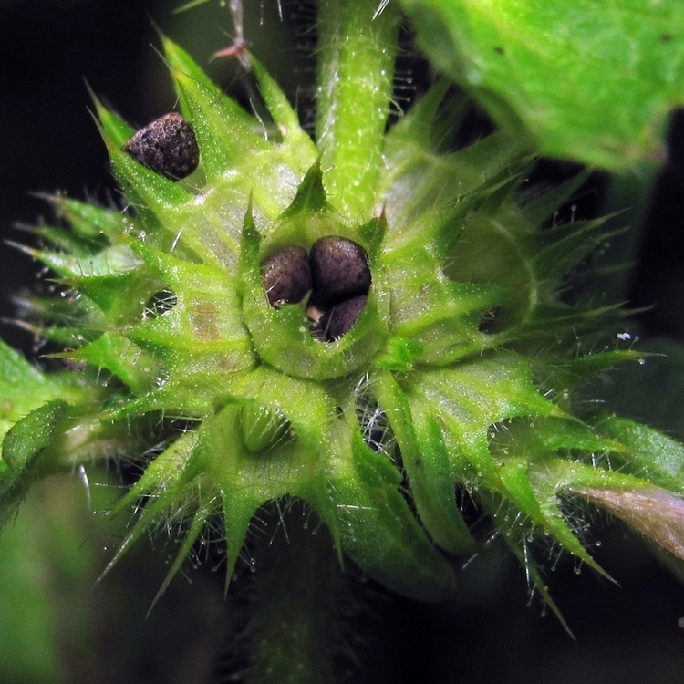 Изображение особи Galeopsis bifida.