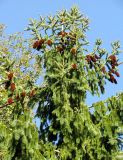 Picea abies. Верхняя часть дерева со зрелыми шишками. Словения, Гореньска, г. Блед, остров на Бледском озере, территория Бледского замка. 09.09.2012.