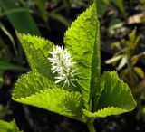 Chloranthus quadrifolius