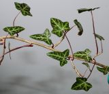 Hedera helix. Верхушка веточки. Германия, г. Кемпен, у детской площадки. 02.03.2013.