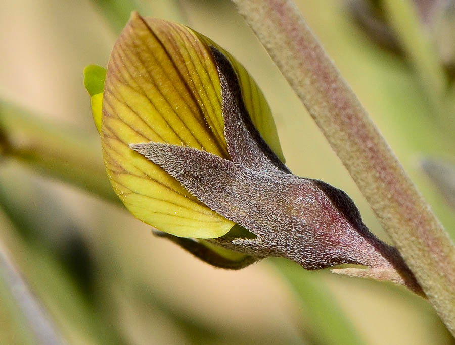 Image of Crotalaria aegyptiaca specimen.