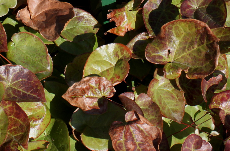 Image of Epimedium colchicum specimen.
