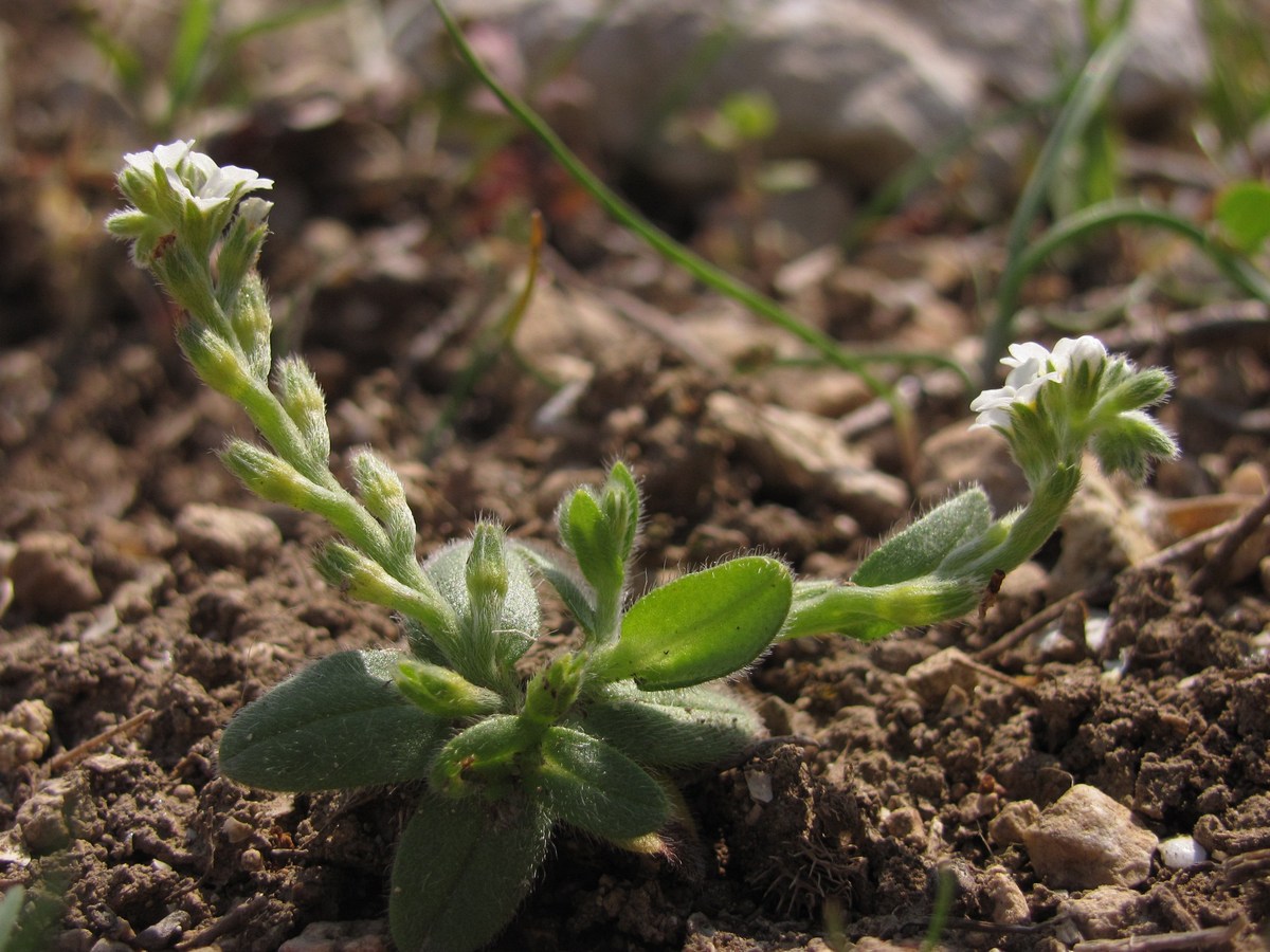 Изображение особи Myosotis litoralis.