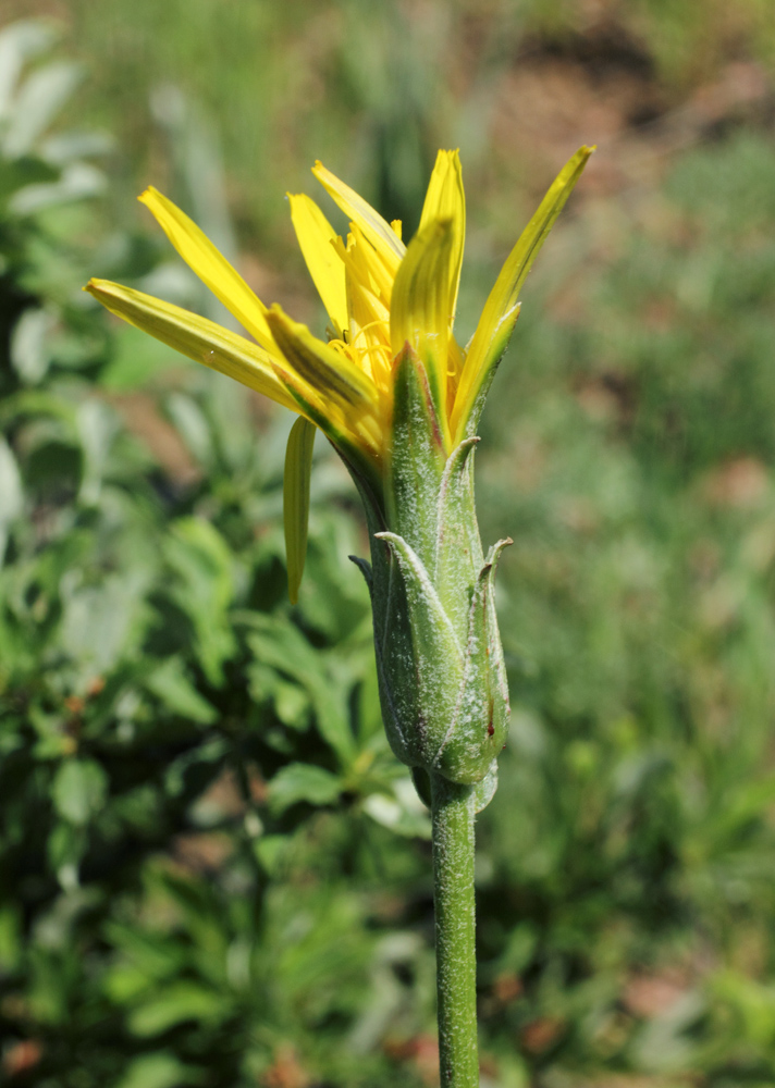 Image of Scorzonera inconspicua specimen.