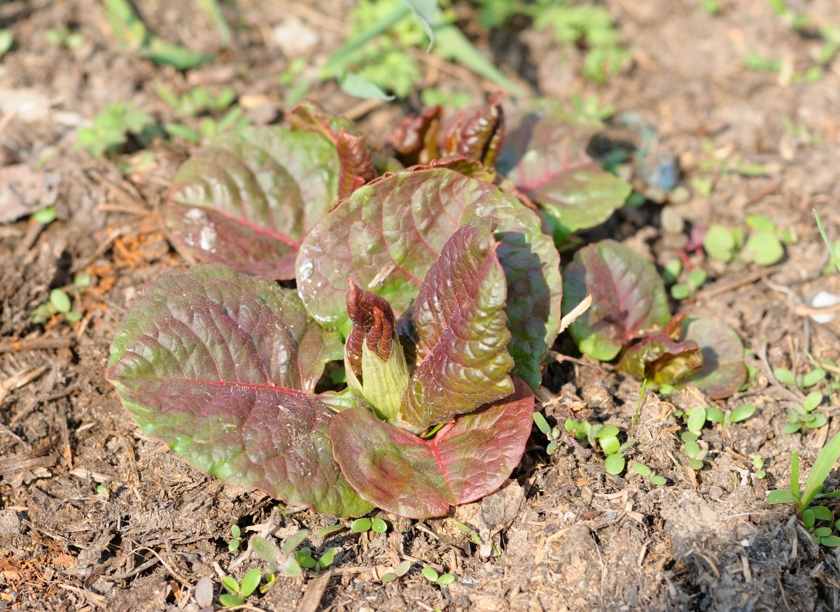 Изображение особи Reynoutria sachalinensis.