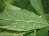 Verbascum phlomoides. Нижняя часть листа. Крым, Тарханкутский п-ов, пгт Черноморское, Воронцовский парк, скальный известняковый выступ. 14.05.2013.