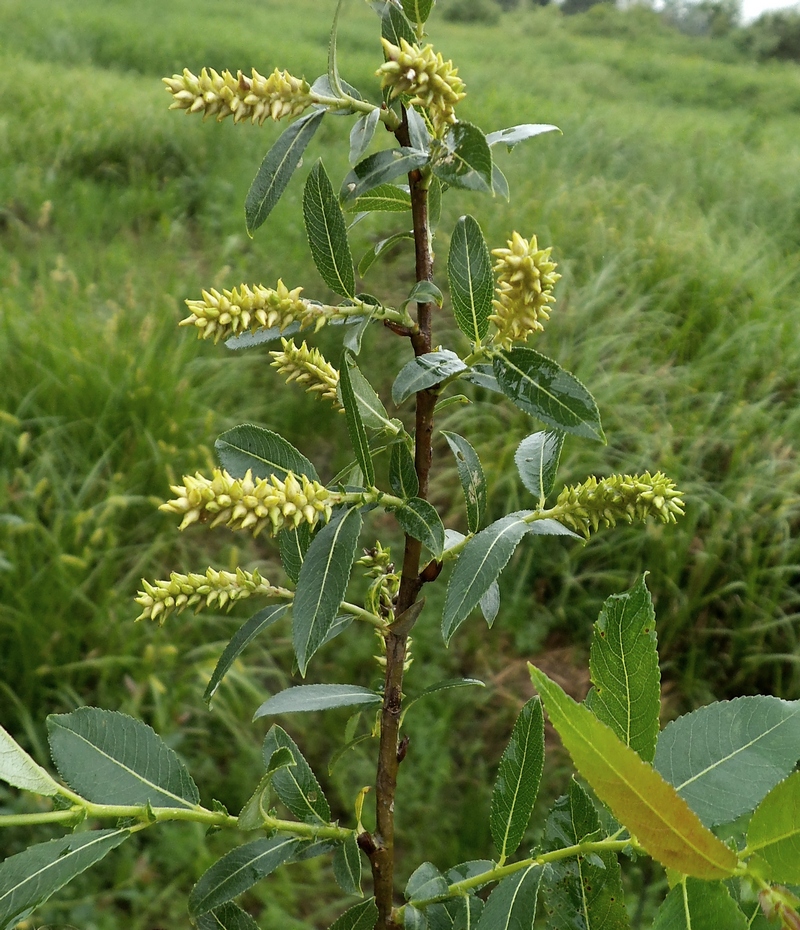 Изображение особи Salix &times; schumanniana.