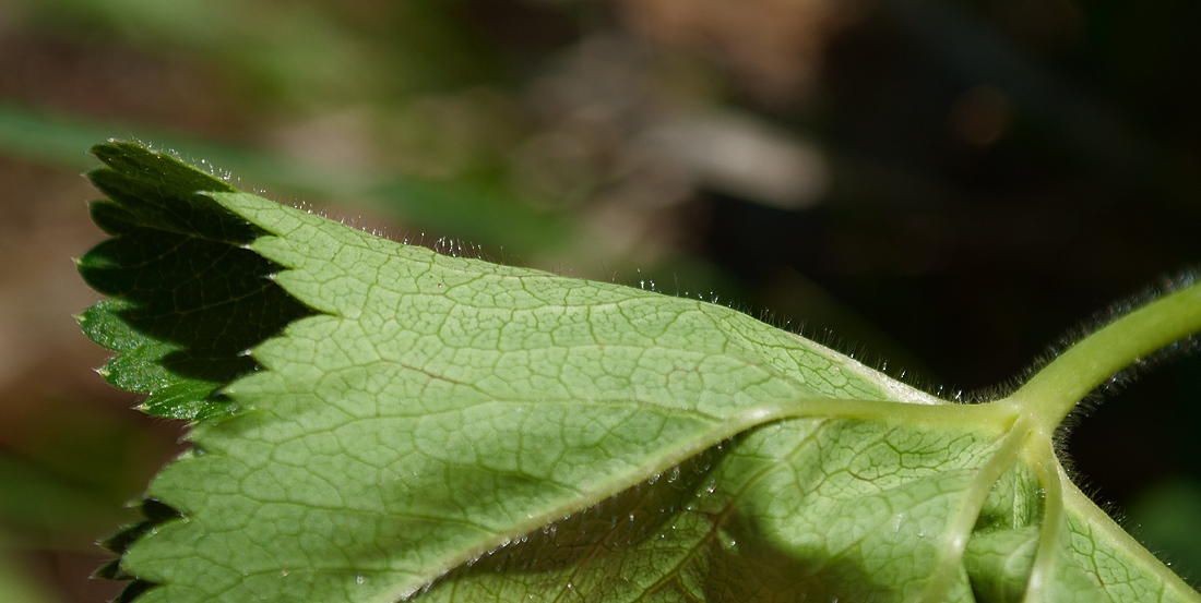 Изображение особи Alchemilla subcrenata.