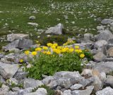 Doronicum columnae