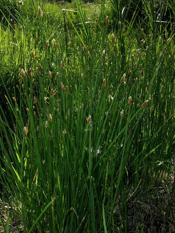 Image of Eleocharis palustris specimen.