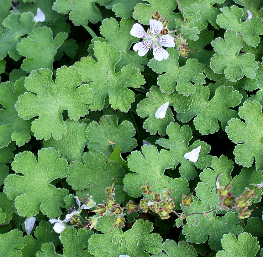 Image of Geranium renardii specimen.