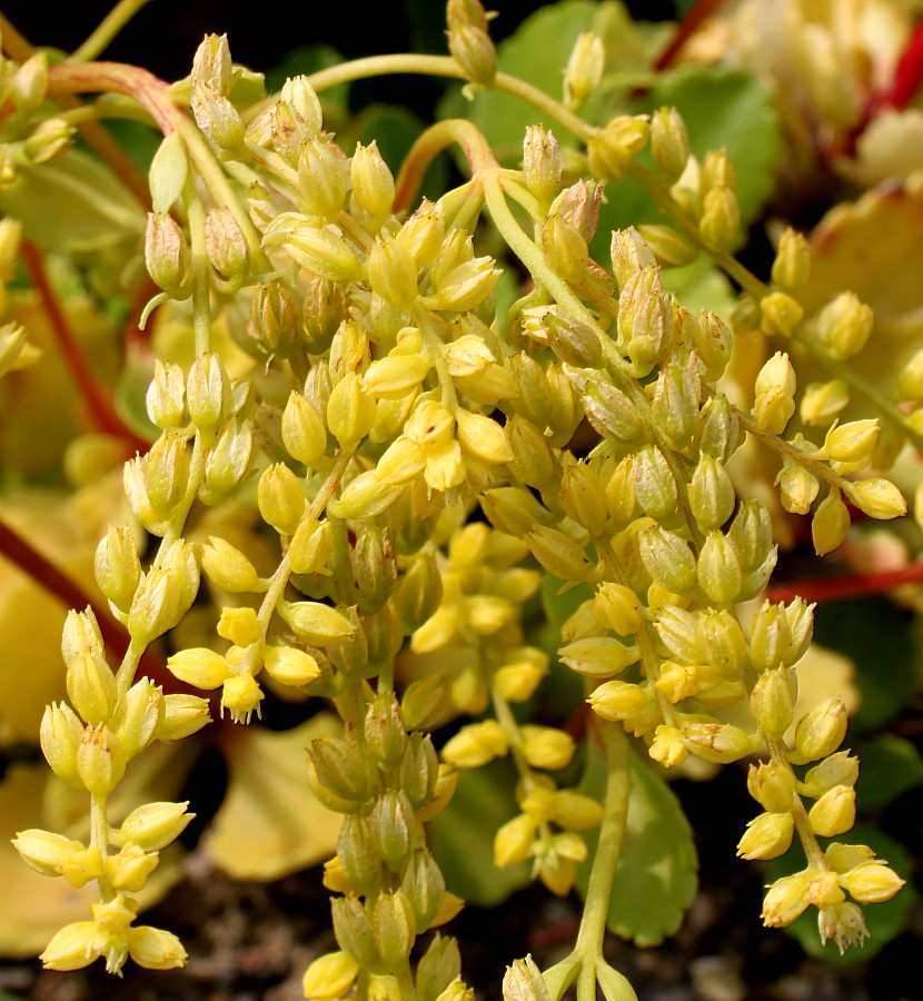 Изображение особи Chiastophyllum oppositifolium.
