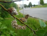 Salix caprea