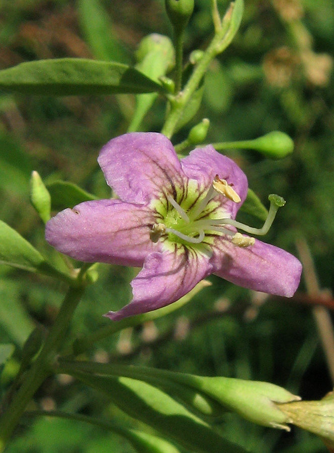 Image of Lycium barbarum specimen.