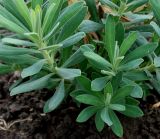 Euphorbia characias