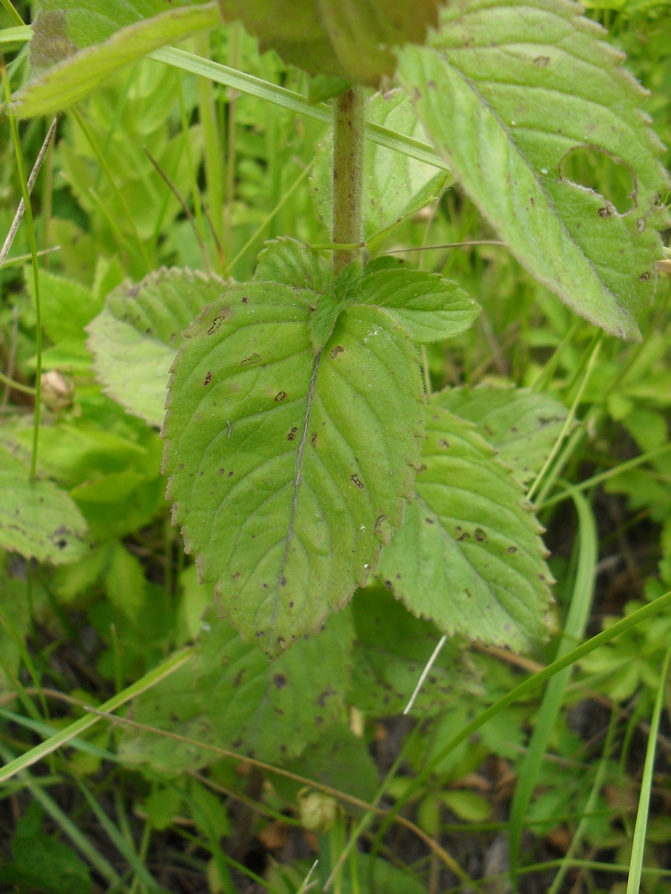 Image of Mentha × verticillata specimen.