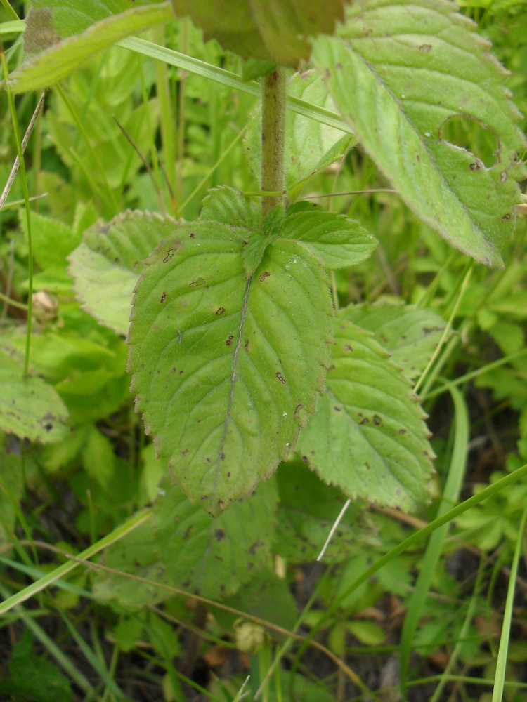 Image of Mentha &times; verticillata specimen.