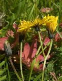 Crepis caucasica