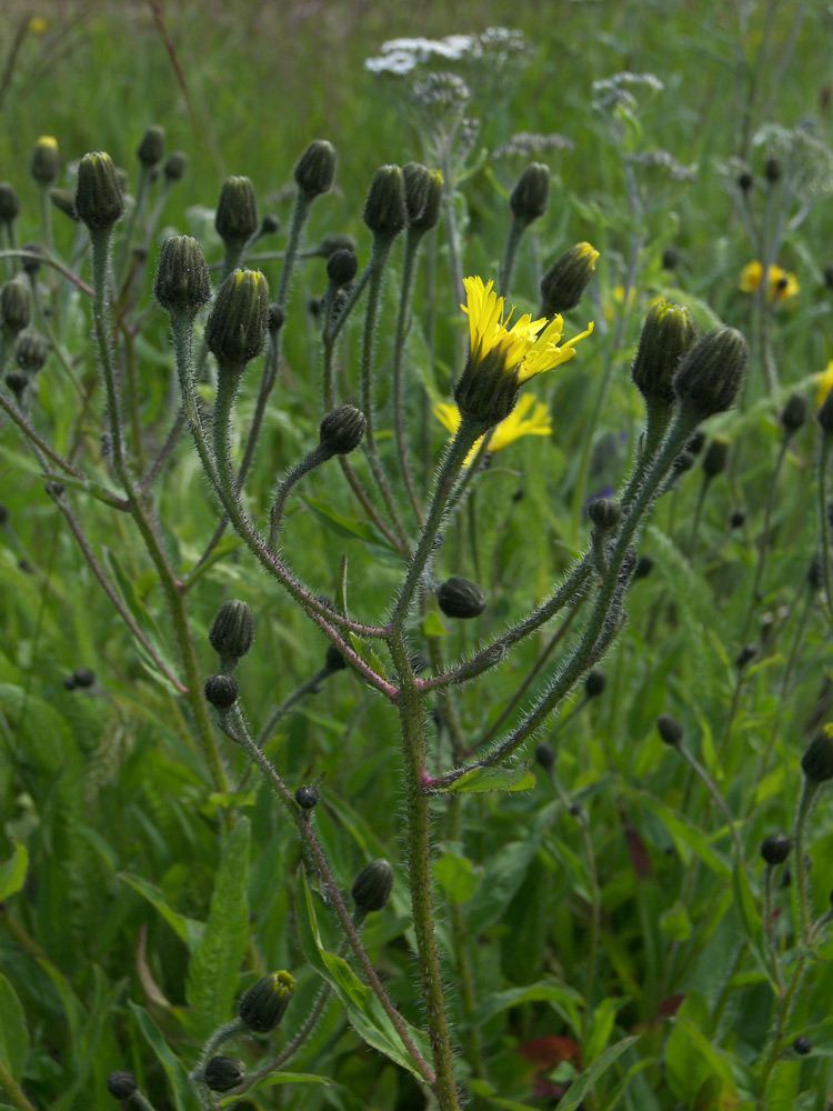 Изображение особи Hieracium prenanthoides.