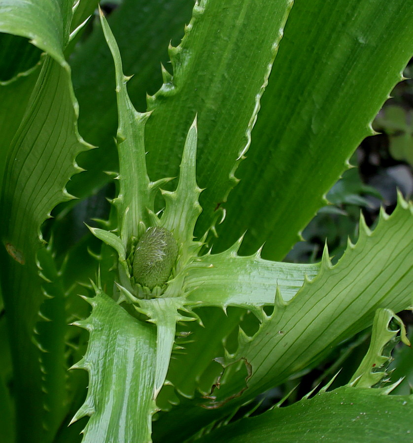 Image of Eryngium monocephalum specimen.