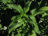 Urtica dioica