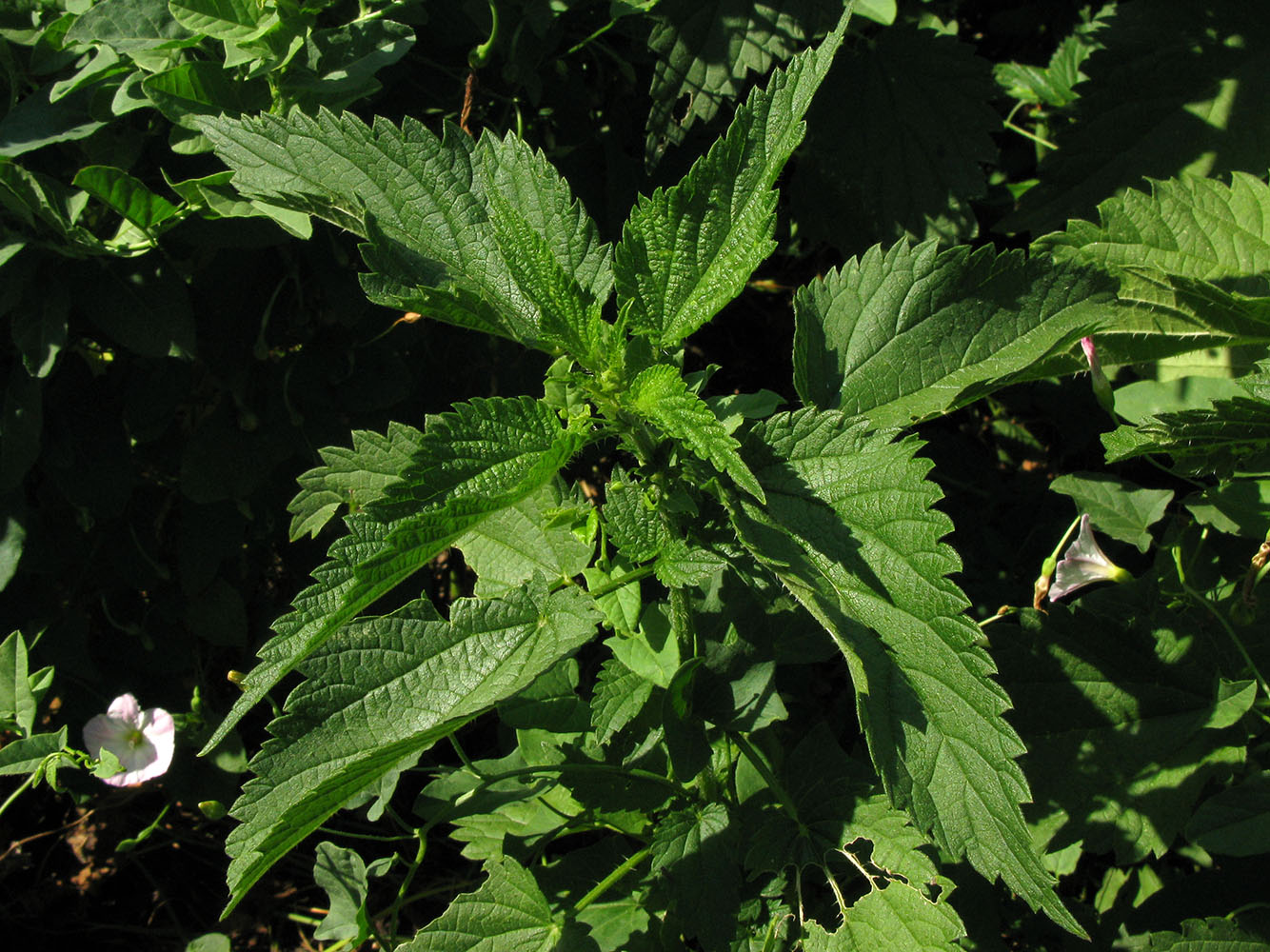 Image of Urtica dioica specimen.