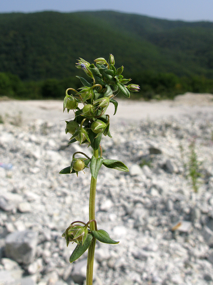 Изображение особи Anagallis foemina.