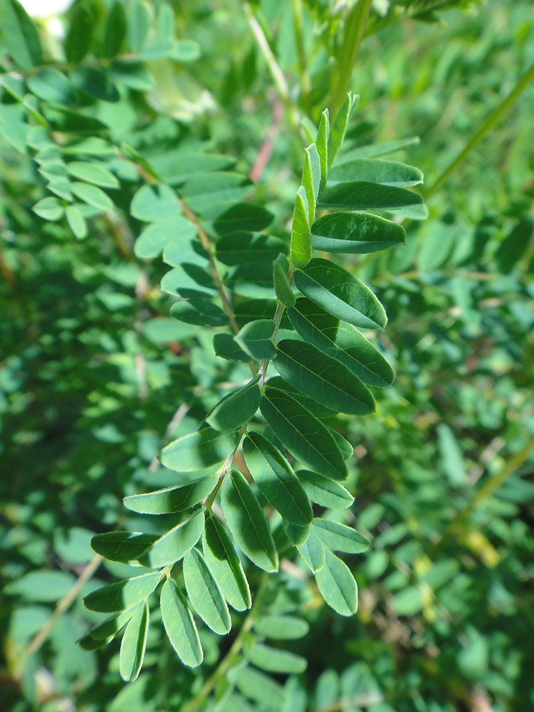 Изображение особи Astragalus membranaceus.