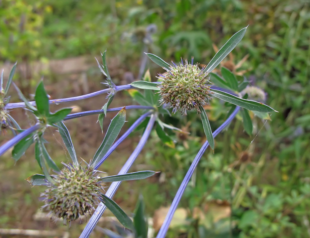 Изображение особи Eryngium planum.