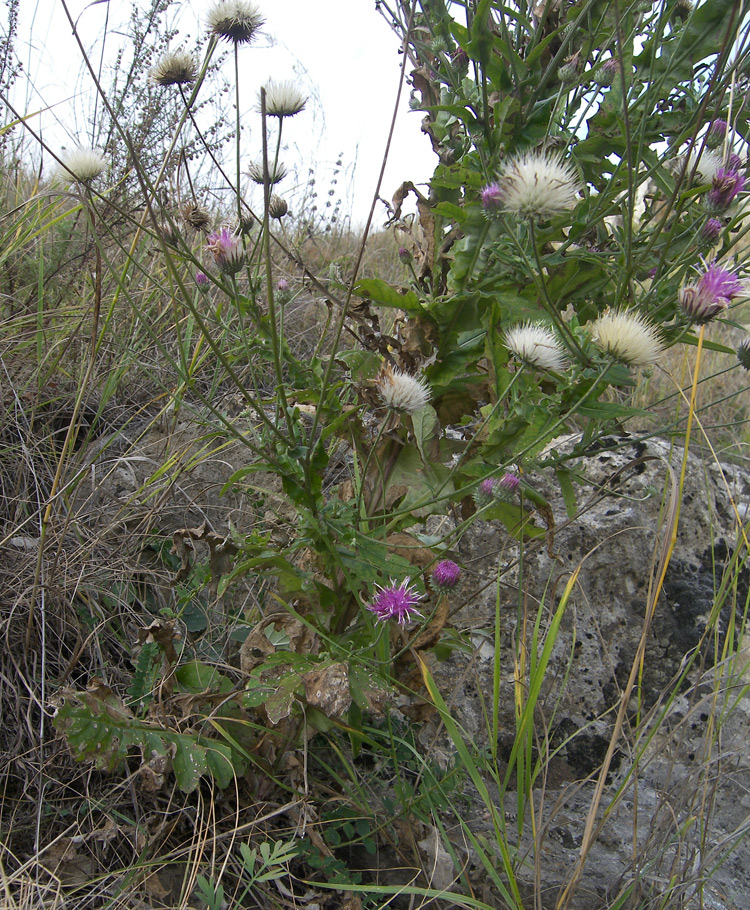 Image of Jurinea alata specimen.