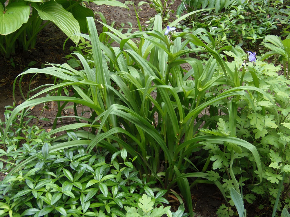 Изображение особи Tradescantia virginiana.