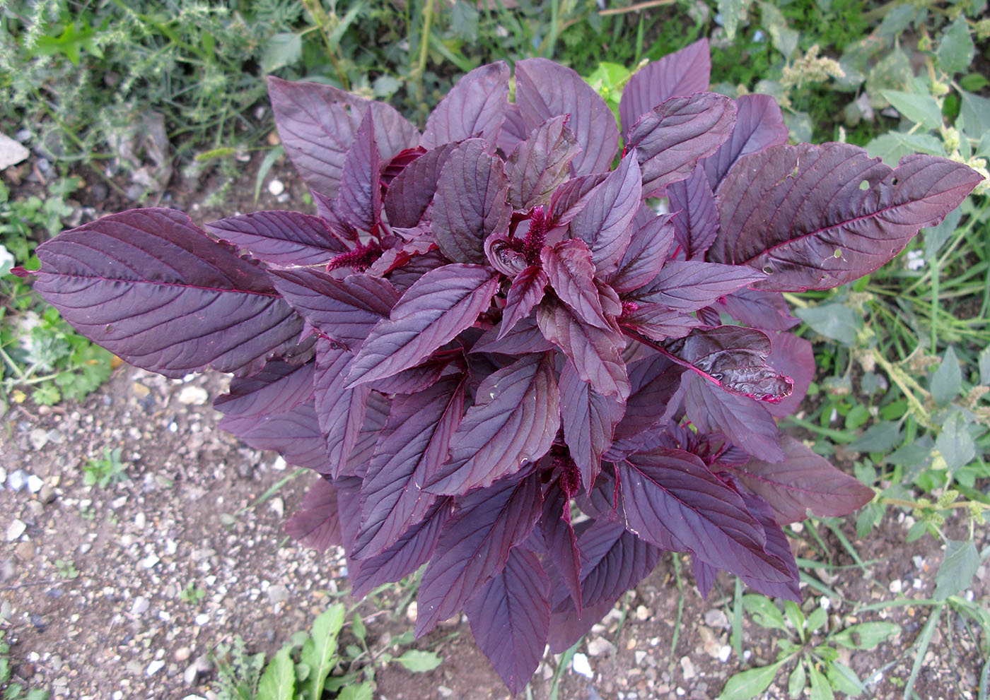 Image of Amaranthus hypochondriacus specimen.