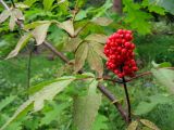 Sambucus racemosa