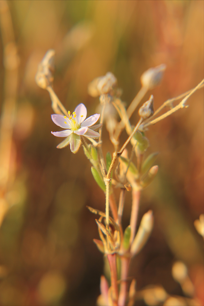 Image of Spergularia media specimen.