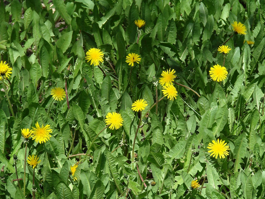 Image of genus Taraxacum specimen.