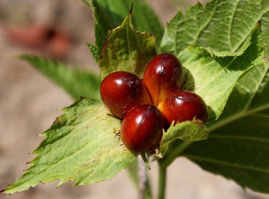 Image of Rhodotypos scandens specimen.