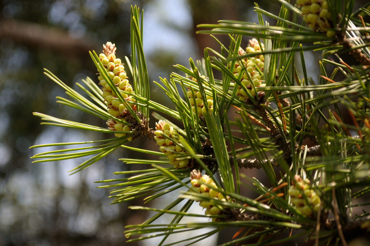 Изображение особи Pinus densiflora.