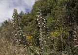 Acanthus spinosus