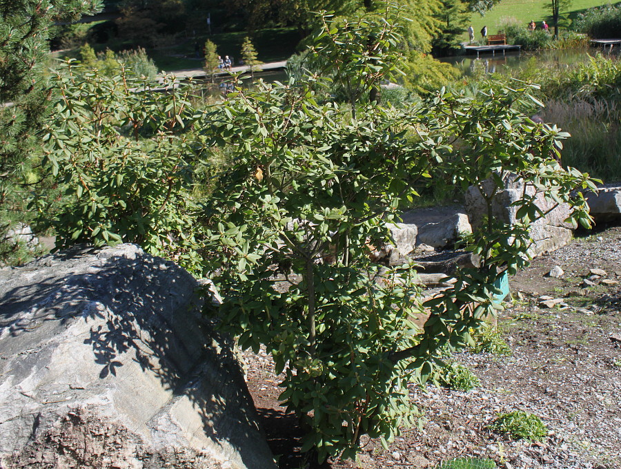 Изображение особи Rhododendron augustinii ssp. chasmanthum.