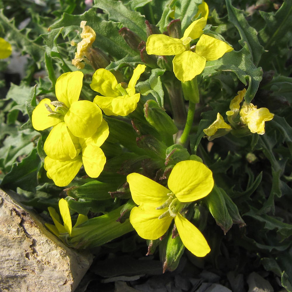 Image of Erysimum callicarpum specimen.