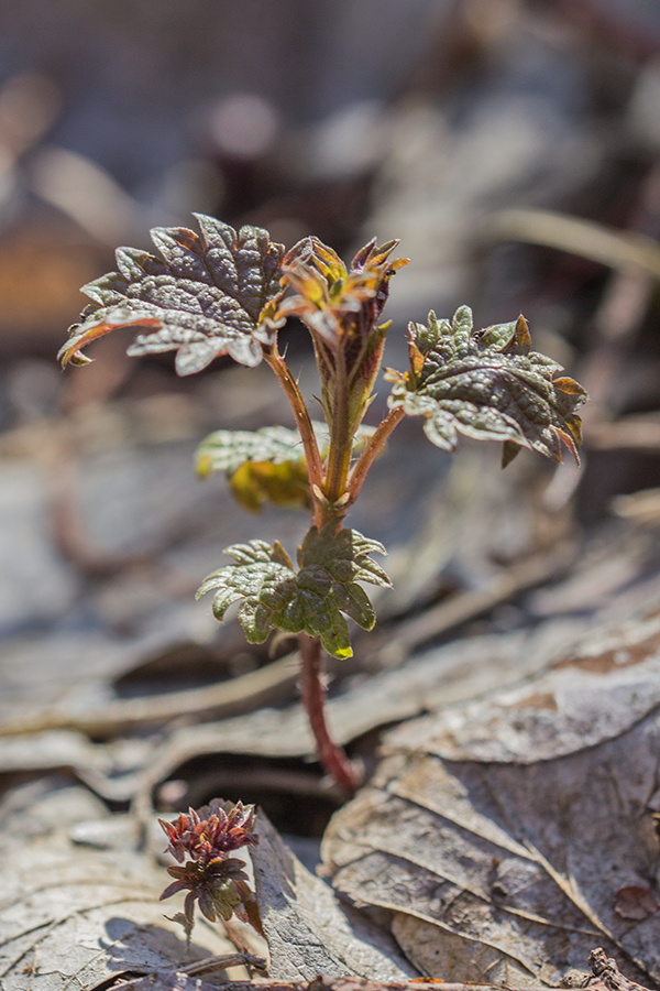 Изображение особи Urtica dioica.