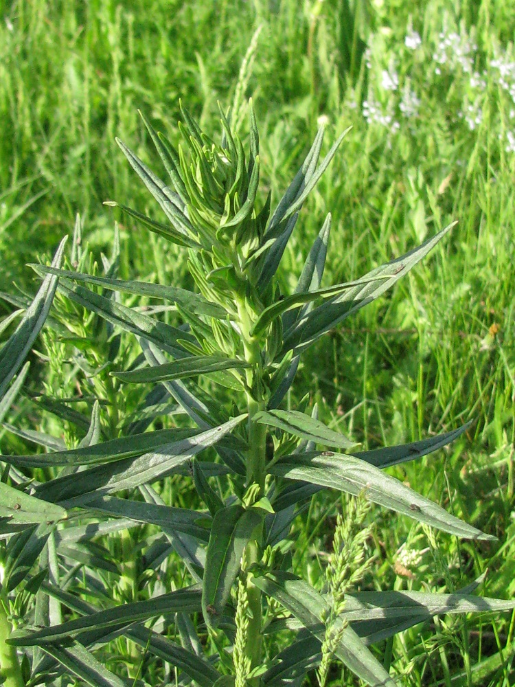 Image of Lithospermum officinale specimen.